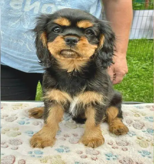 Cavalier King Charles Welpen VDH/VK