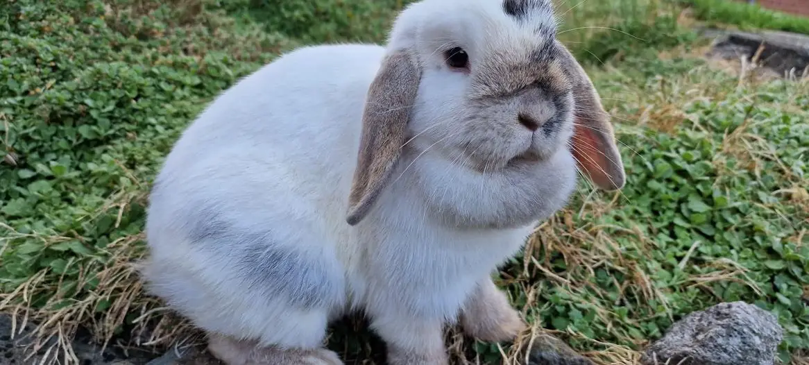 Zwergwidder Weibchen Bianca, 1-jährig