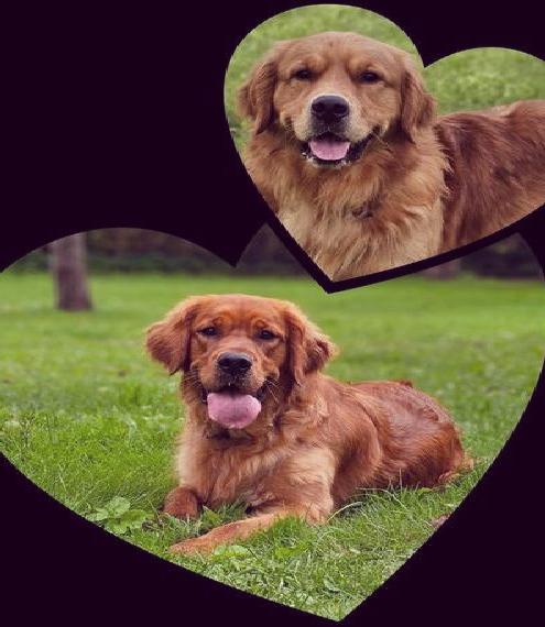 Golden Retriever Welpen aus Körzucht mit AT WURFANKÜNDIGUNG