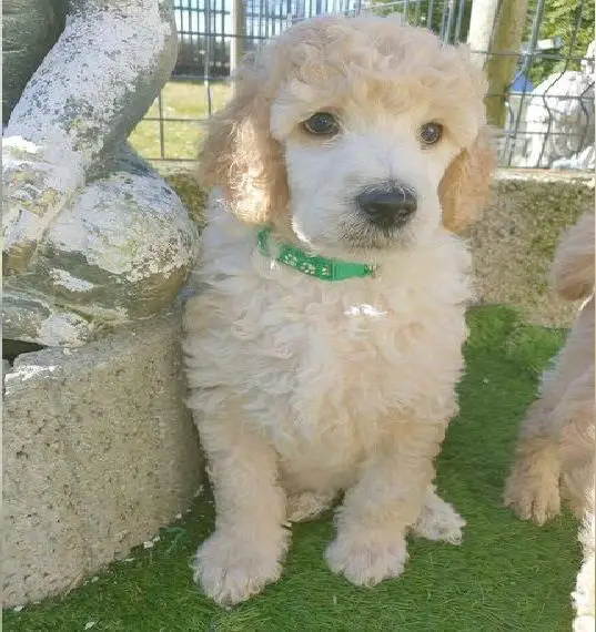 Zu verkaufen: Grosspudel / Königspudel