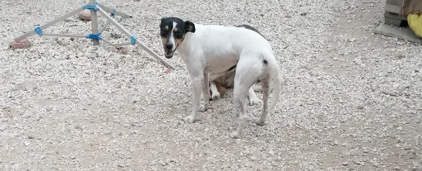 Ratonero Bodeguero Andaluz Rüde im Canile