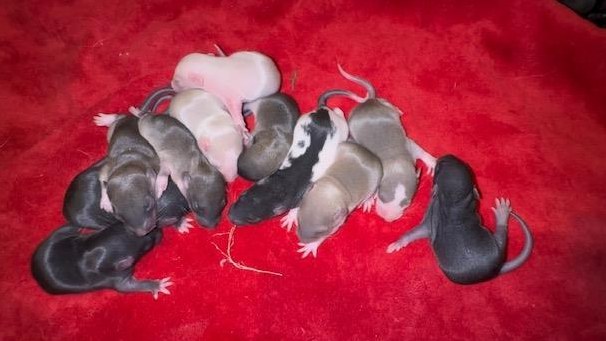 Junge Farbratten m & w Dumbo und Standard