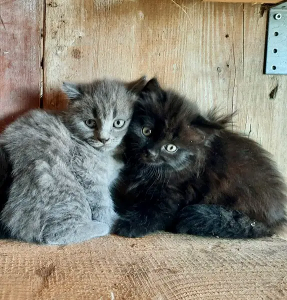 Kitten suchen ihren Lebensplatz