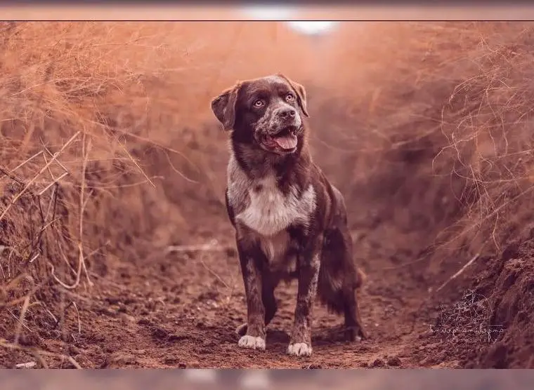 Aussiedor F1 Deckrüde Labrador-Australien Sheperd