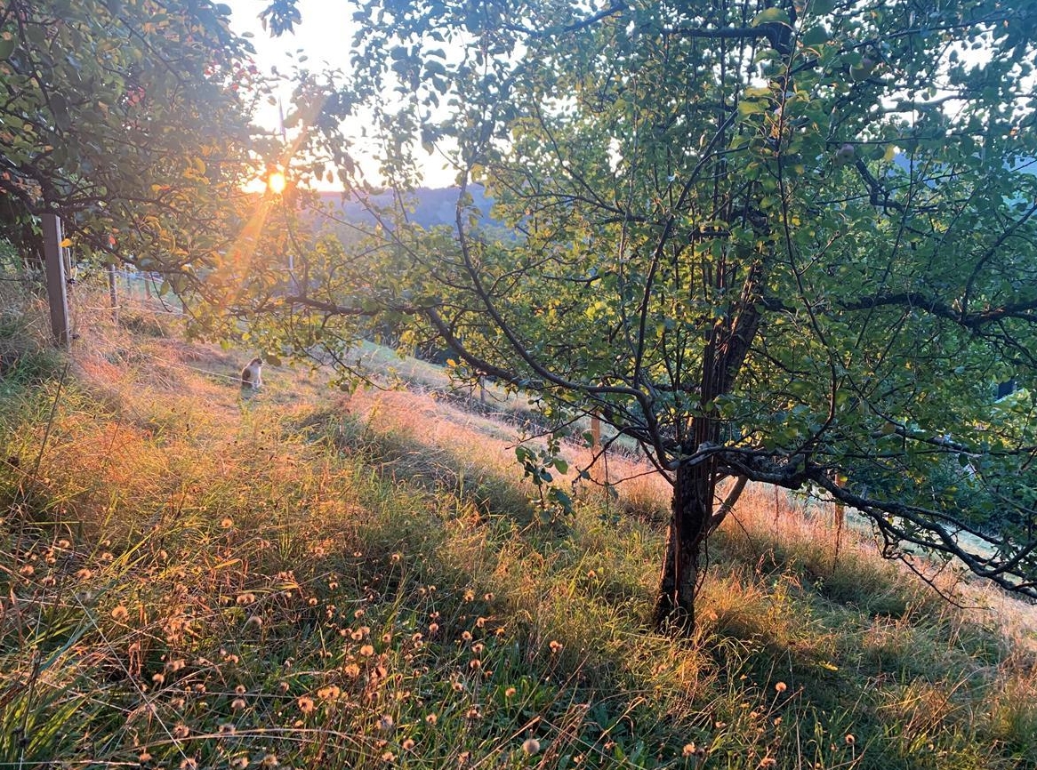 Selbstversorgerstall/Offenstall für Isländer/Kleinpferde, Nähe Bern