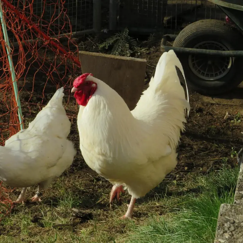 Junghähne der Rasse «Schweizer Huhn» zu verschenken