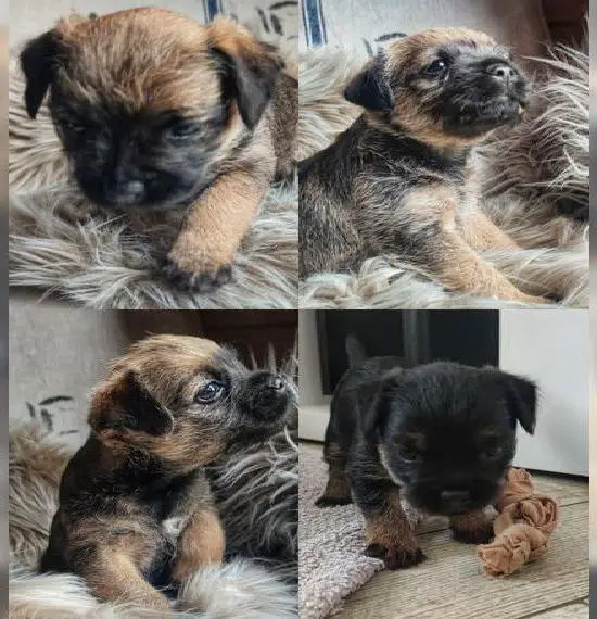 Border Terrier Welpen