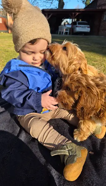Wurfankündigung Cavapoo"s