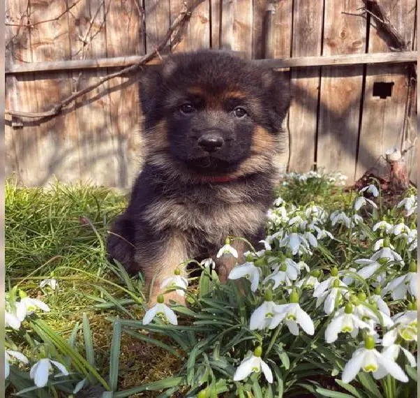 Deutsche Schäferhundwelpen (weiblich)