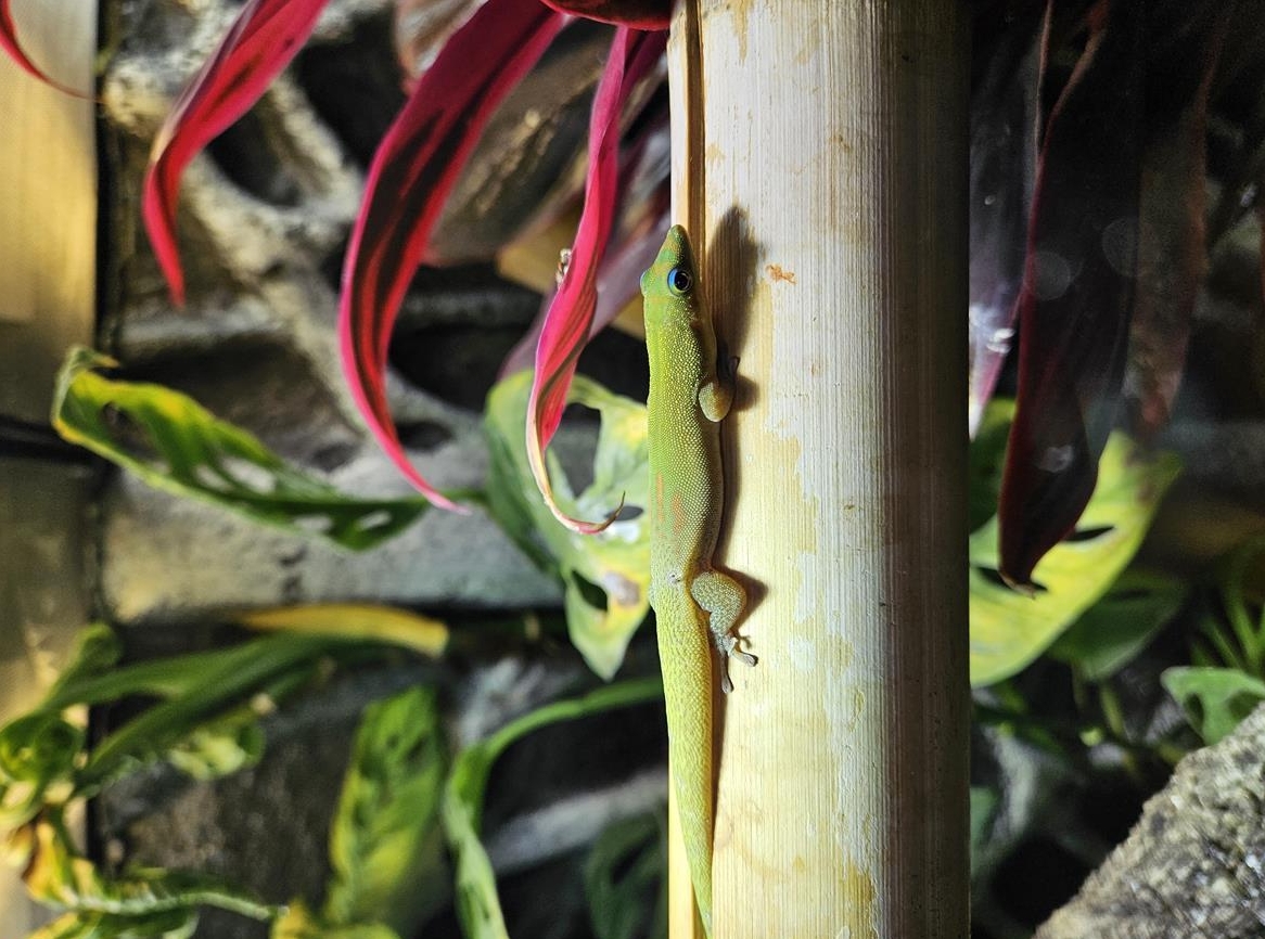 Phelsuma laticauda, Goldstaub Taggecko abzugeben