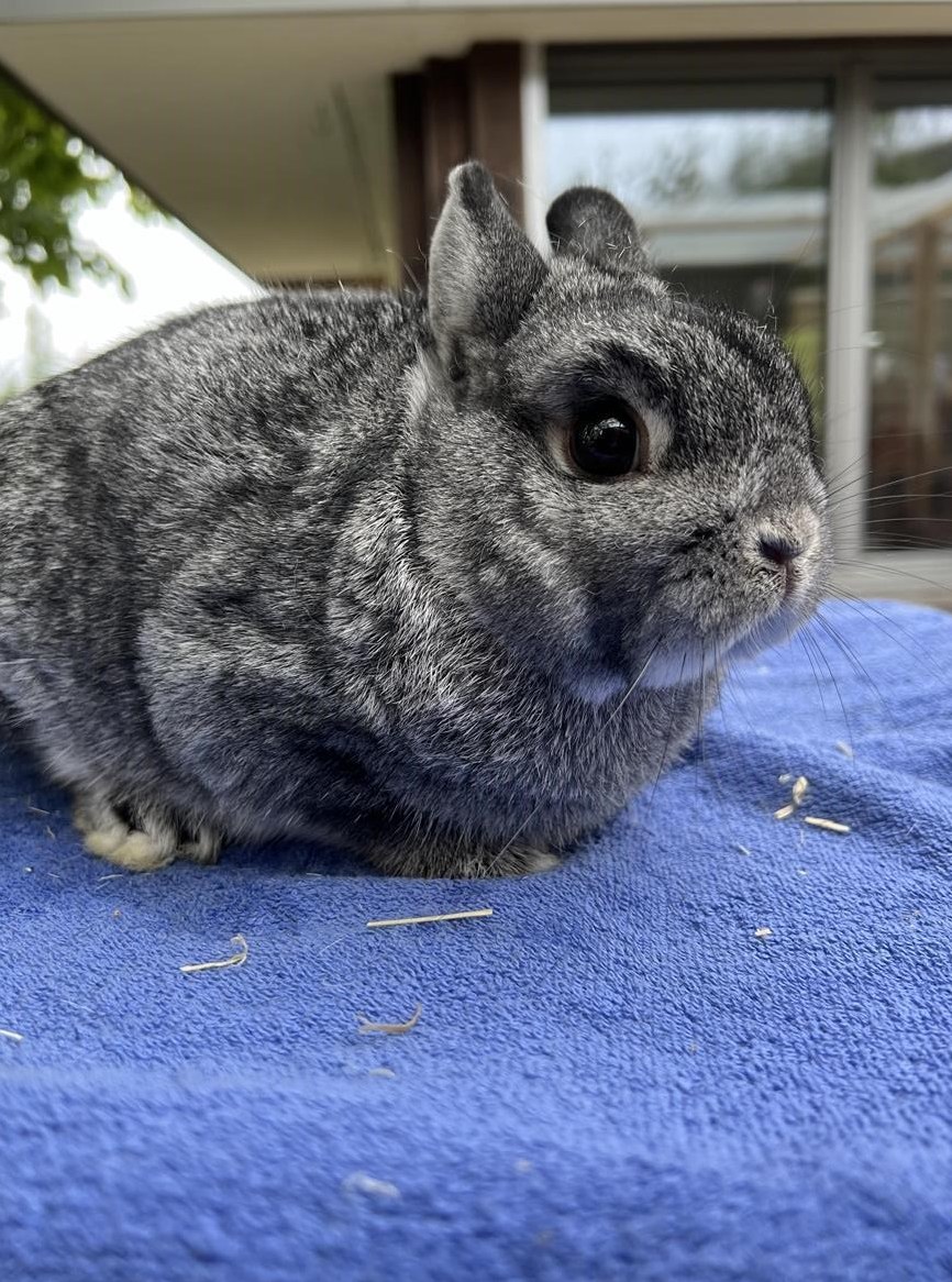 Farbenzwerg- Chinchilla farbig Rammler