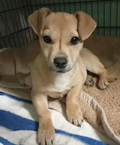 Funky, Mischlingsrüde, ca. 5 Monate, z.zt. in Ungarn