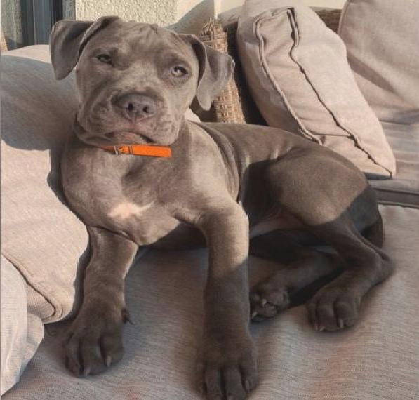 Liebevoller pitbull rüde sucht ein Zuhause