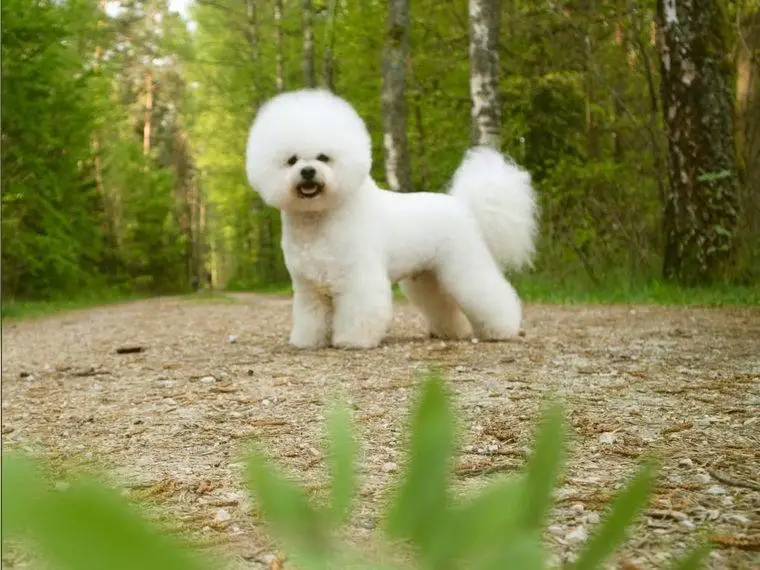 Bichon Frise Welpen aus verantwortungsvoller Zucht