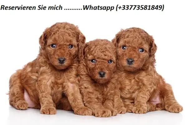 Cavapoo-Welpen zu verkaufen