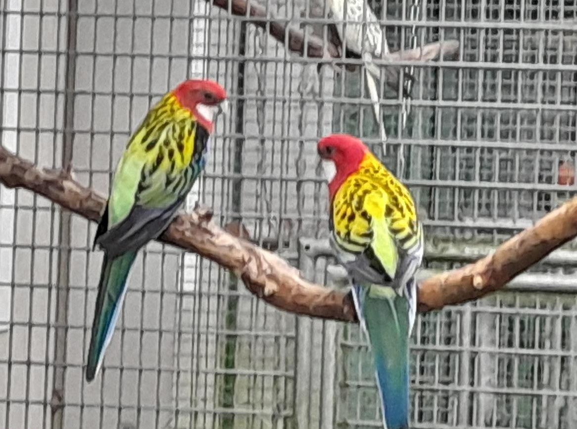 1.2 Rosellasittiche NZ abzugeben