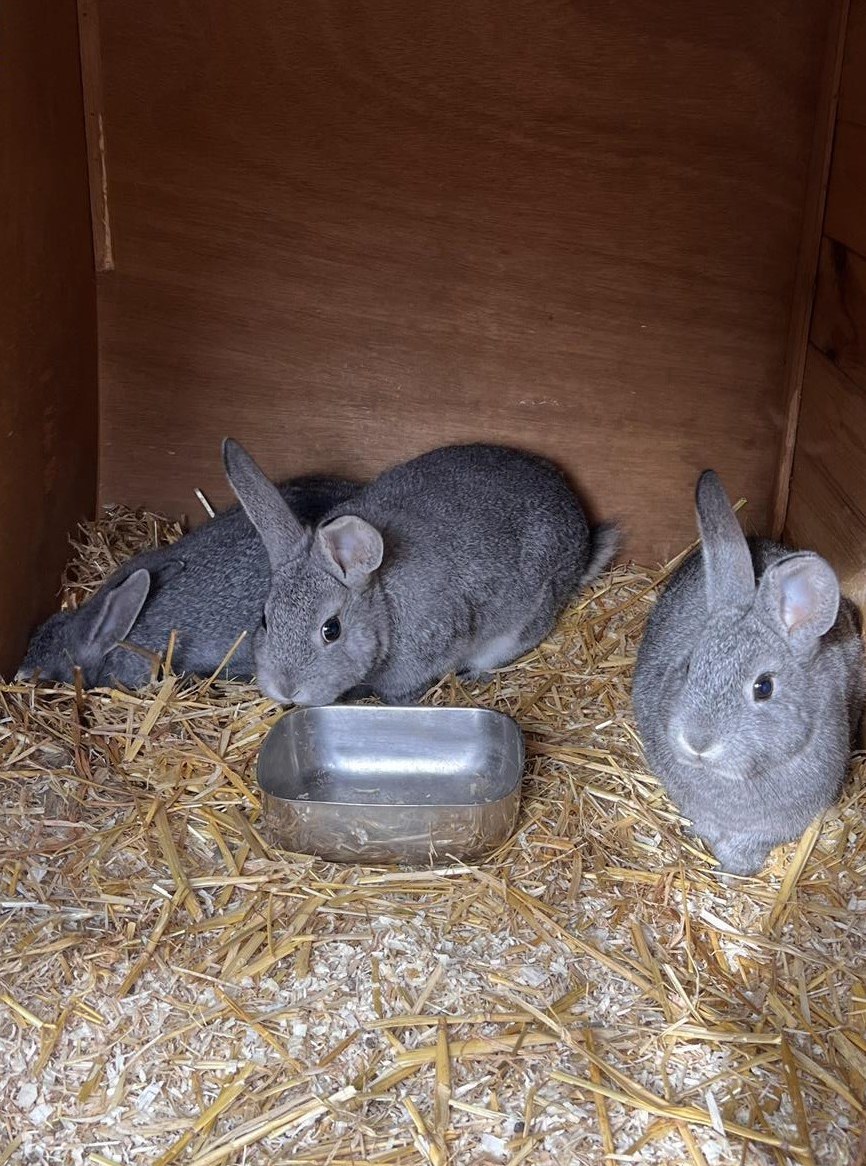 Junge klein rex Chinchilla Kaninchen zu verkaufen