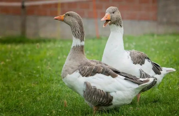 Pommerngans Weibchen gesucht