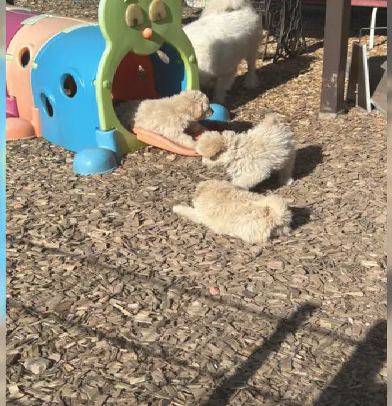 Noch 3 Traumhafte Goldendoodle Medium Rüden suchen ab sofort neues Zuhause