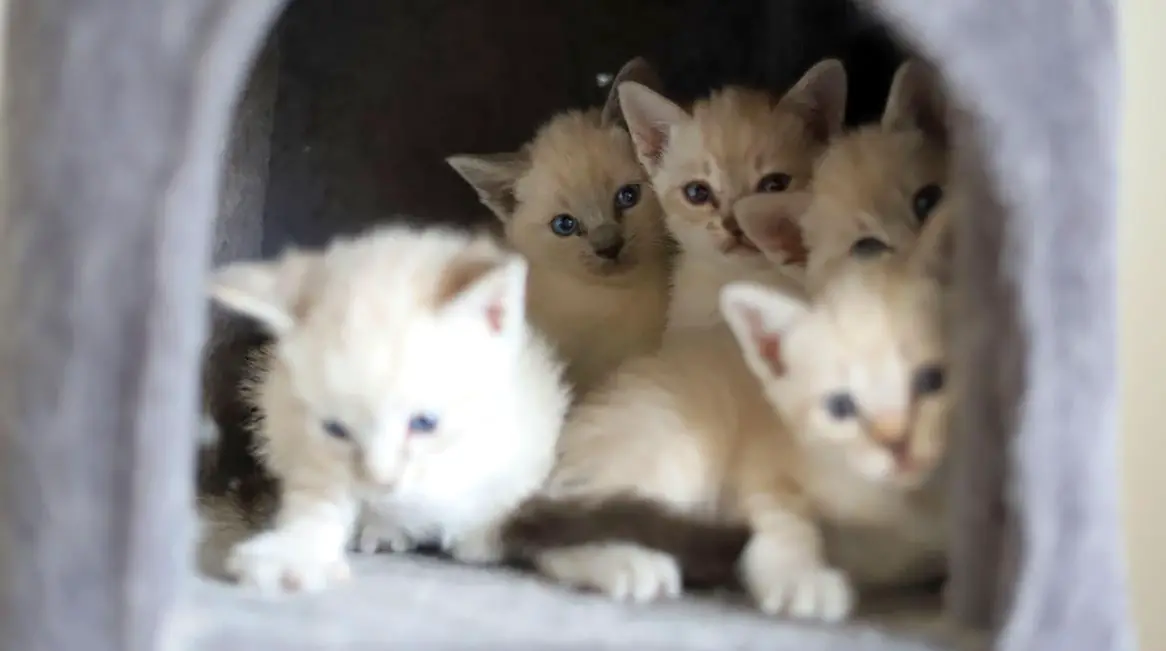 Reinrassige Thai Siam Kitten suchen Zuhause