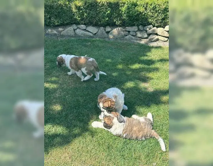 Bernhardiner Welpen, reinrassig