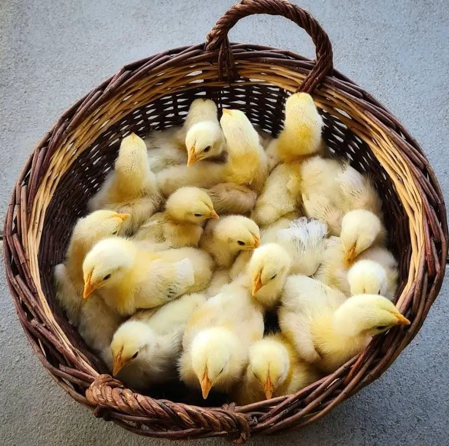 Sundheimer Küken und Bruteier - das perfektes Familienhuhn