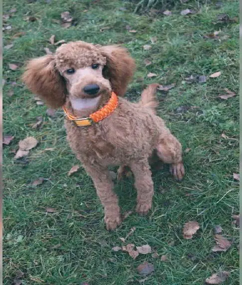 Grosspudel, Königspudel Junghund eine Hündin noch Frei suchen noch ihre Familien