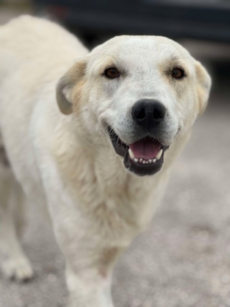 Sky: Mischlingshündin, ca. 1,3 Jahre alt, z.zt. in Griechenland