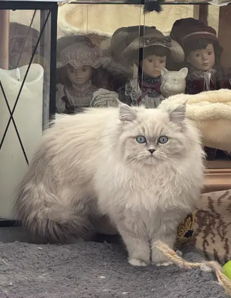 Suche Perser Deckkater