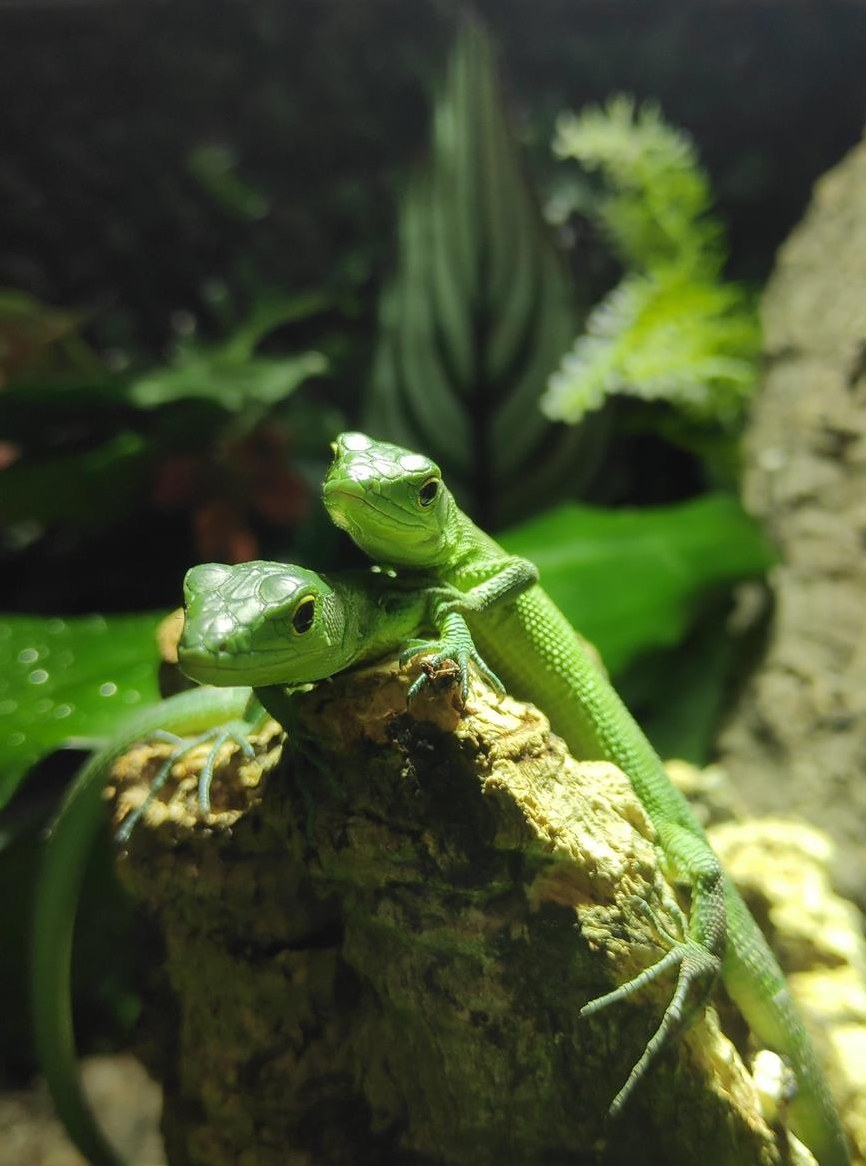 Gastropholis prasina 0.0.4 NZ Eidechsen zu verkaufen