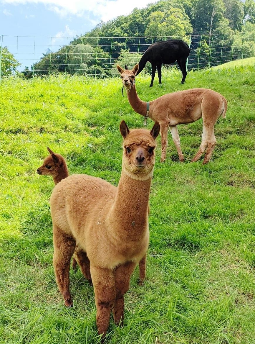 Alpaka Hengste zu verkaufen