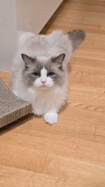 Erwachsener Ragdoll Kater, zukünftiger Deckkater