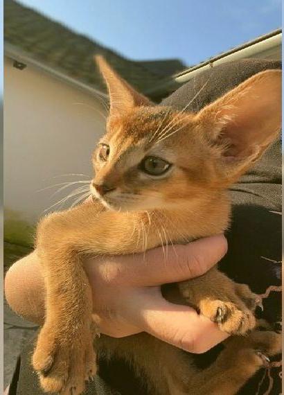 Abessinier kitten