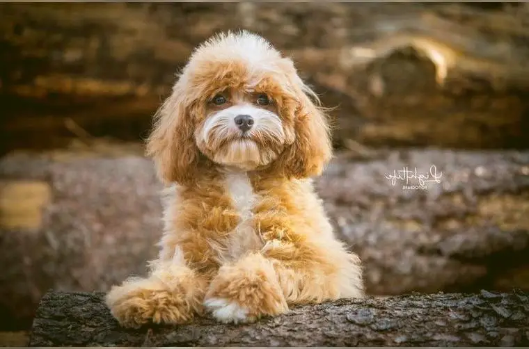 Cavapoo Rüde sucht Platzierungsstelle