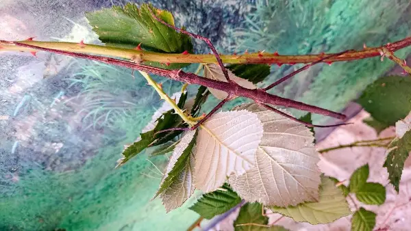 Phasmatidae Stabschrecken Stabheuschrecken geflügelte und Annam