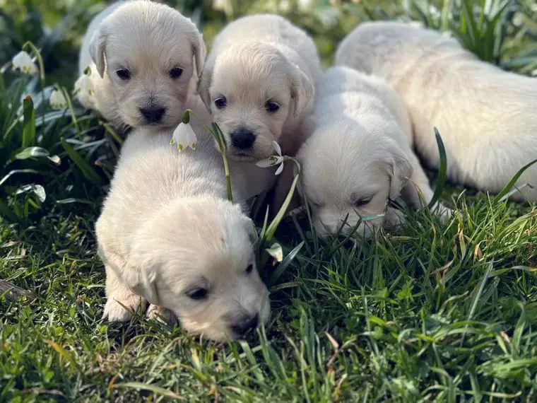 Golden Retriever Welpen aus verantwortungsvoller Zucht
