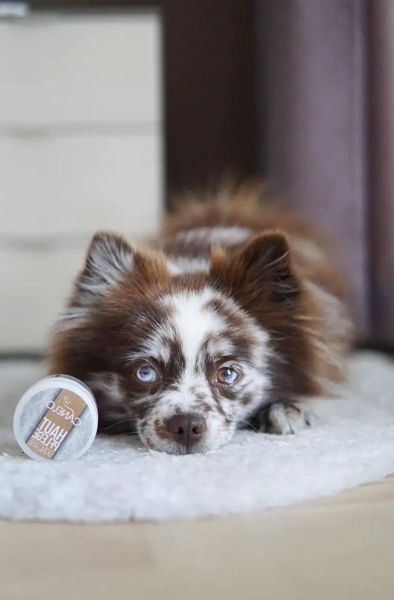 Hautpflege für Hunde | 30 ml | CANELO rein natürlich