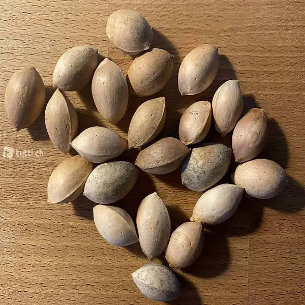 Ginkgo Biloba (Saatgut)