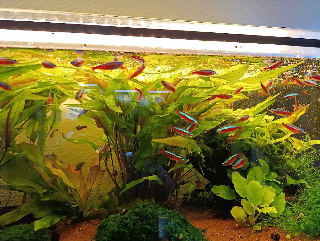 Neon Salmler und Corydoras Venezuelas Orange