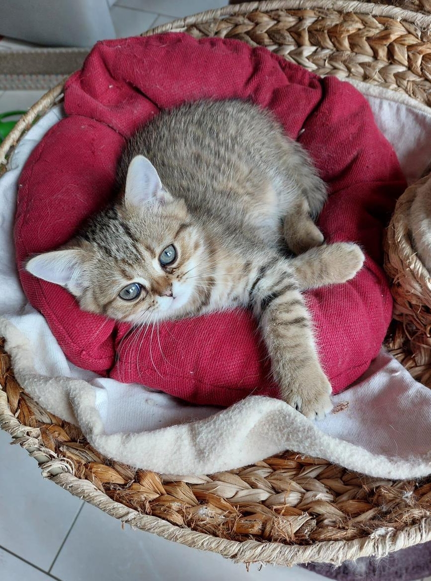 Perserkatze Exotic Kurzhaar Kater