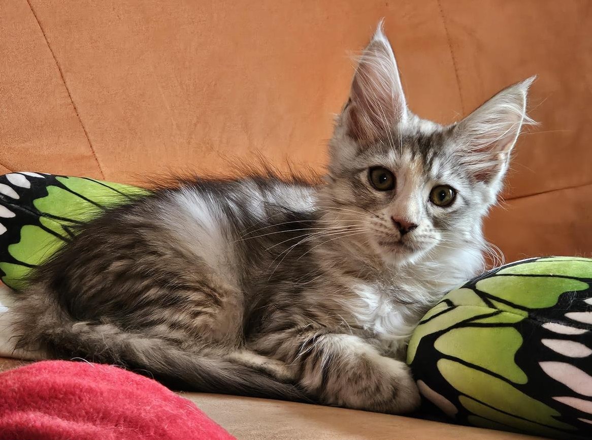 Maine Coon Kitten mit Stammbaum sucht Zuhause