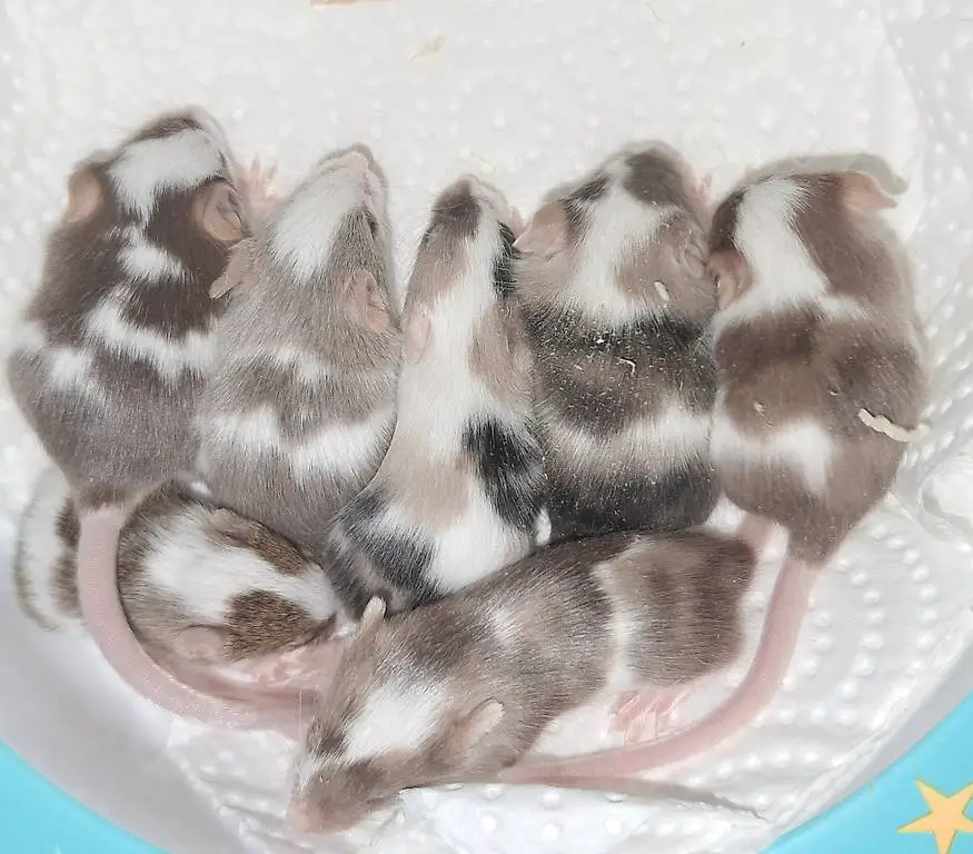 Hobby-Farbmaus zucht