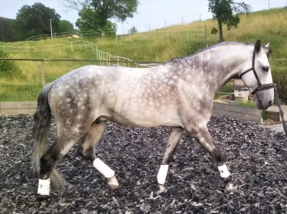 Lusitano Hengst, 9-jährig, Stockmass 161cm