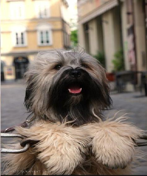 Tibet Terrier of Namco