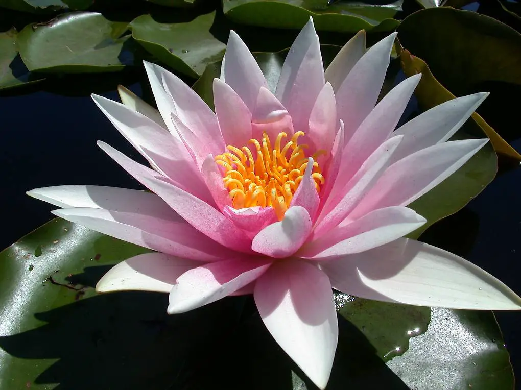 Seerose Teichpflanze Nymphaea "Fritz Junge"