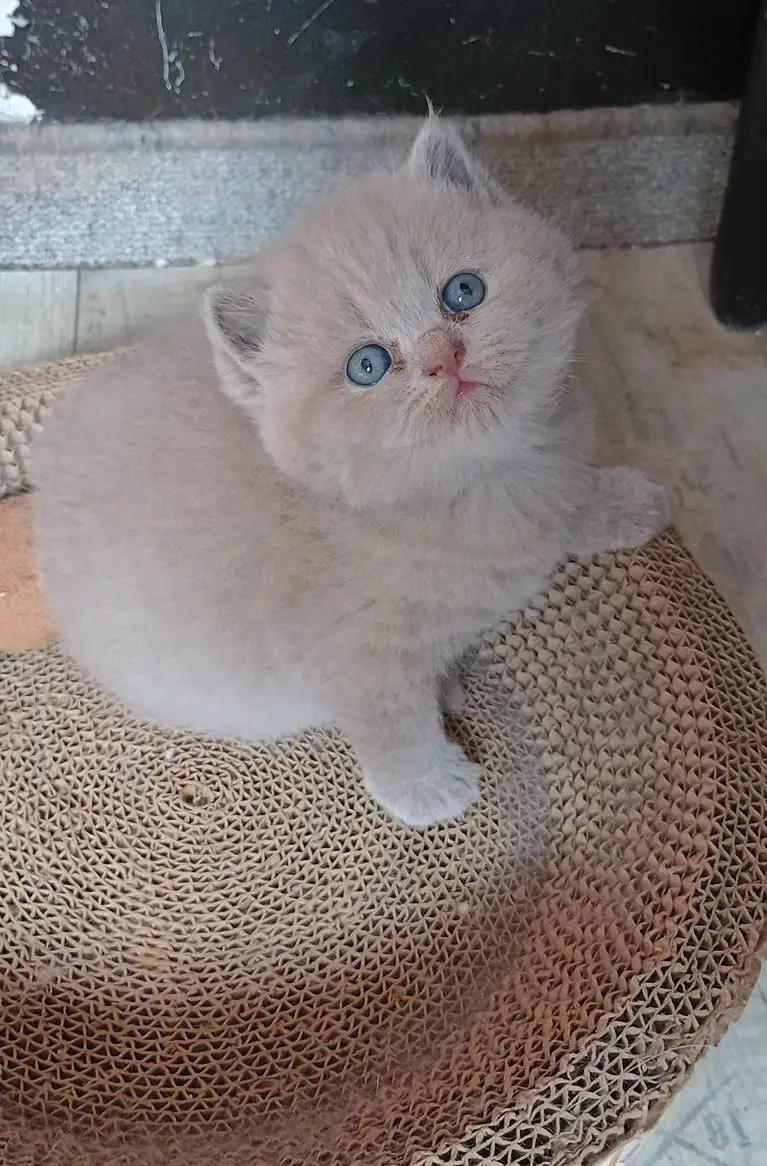 BKH/BLH Kitten suchen Zuhause auf Lebzeit