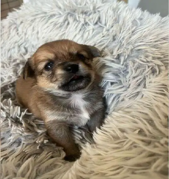 Drei bezaubernde Pomchi-Mix-Hündinnen suchen ihr Für-Immer-Zuhause