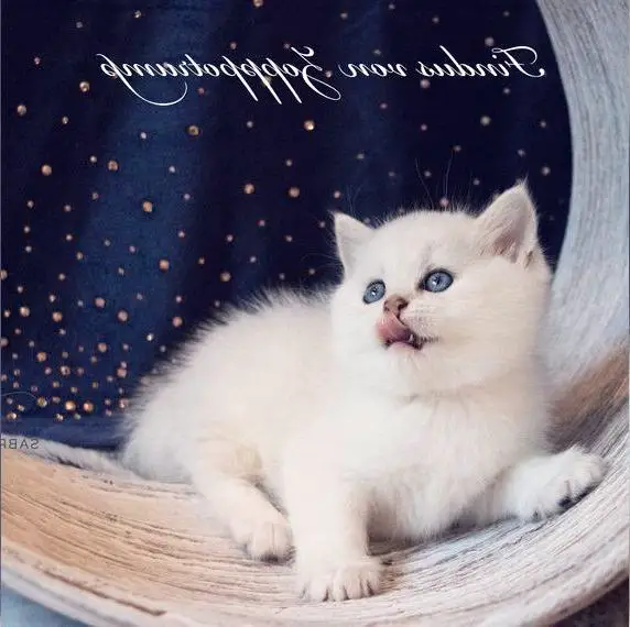 BKH Eisbärchen, black silver shell m. Stammbaum, gechipt, Gesundheitszeugnis