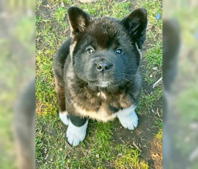 Amerikanische Akita Welpen