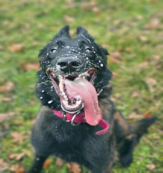 Tervueren Hündin sucht